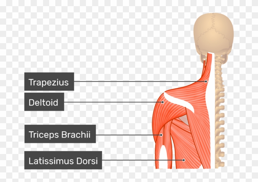 Trapezius And Rhomboid Minor Clipart #4109133