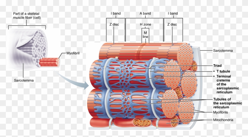 Skeletal Muscle Neuromuscular Junction, Skeletal Muscle, - Tubules Of Sarcoplasmic Reticulum Clipart