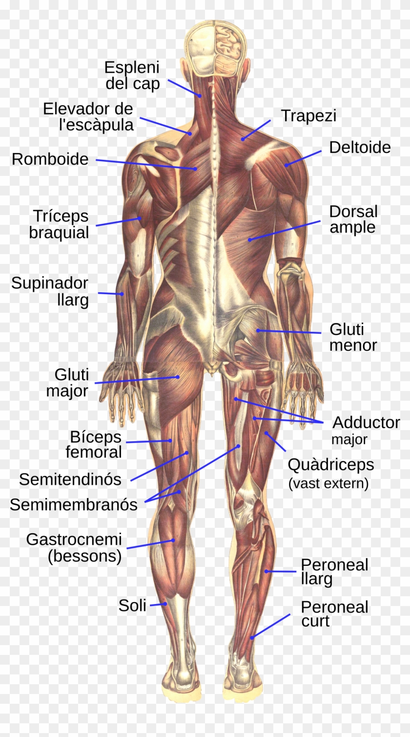 Bougle, Human Muscular System, Posterior-ca - Muscular System Clipart
