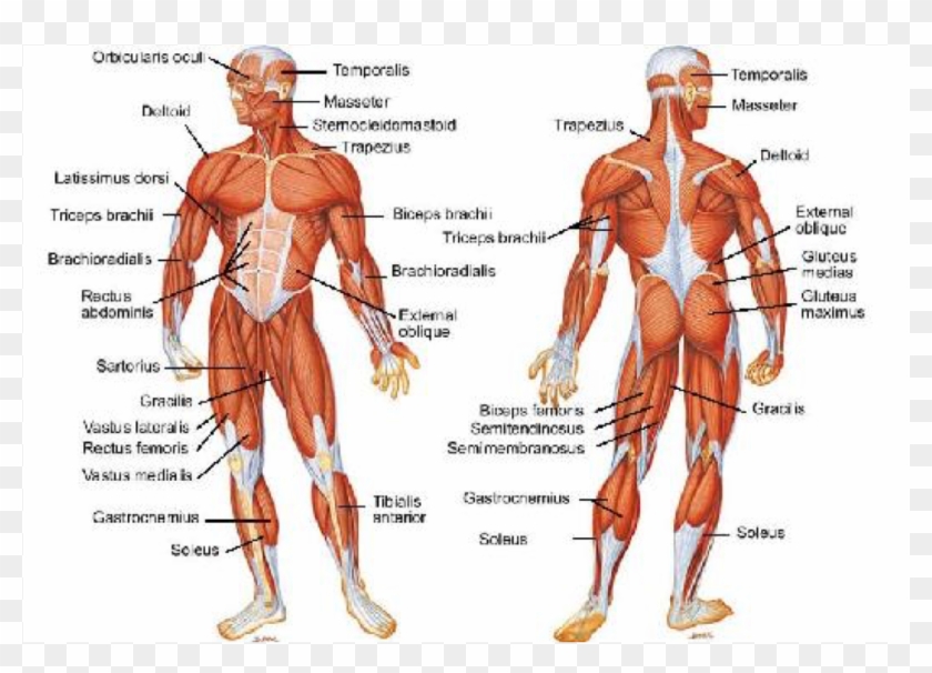 Screen 2 On Flowvella - Muscles Of The Body Hd Clipart