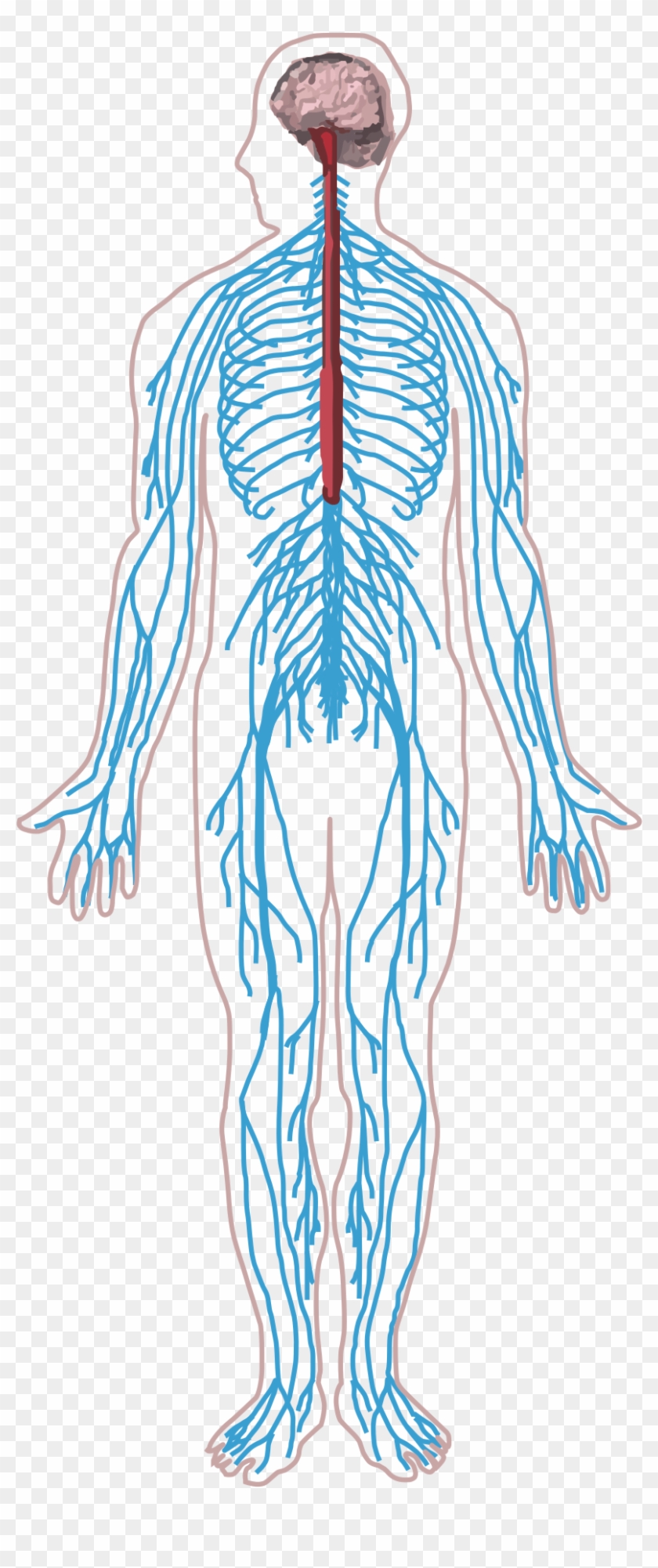 Peripheral Nervous System Png - Transparent Nervous System Png Clipart