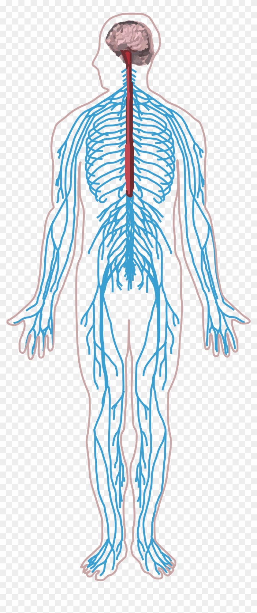 Peripheral Nervous System Png - Transparent Nervous System Png Clipart #4109484