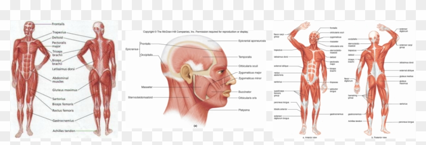Muscular System King Wanye Hn A P - Muscles Of The Head And Body Clipart #4109886