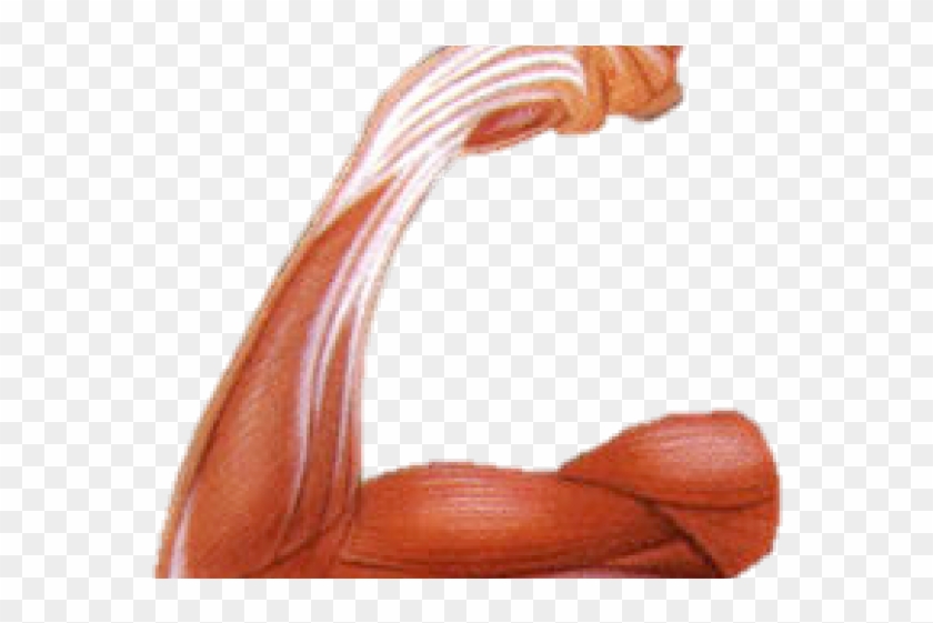 Izom Összehúzódás Gif Clipart