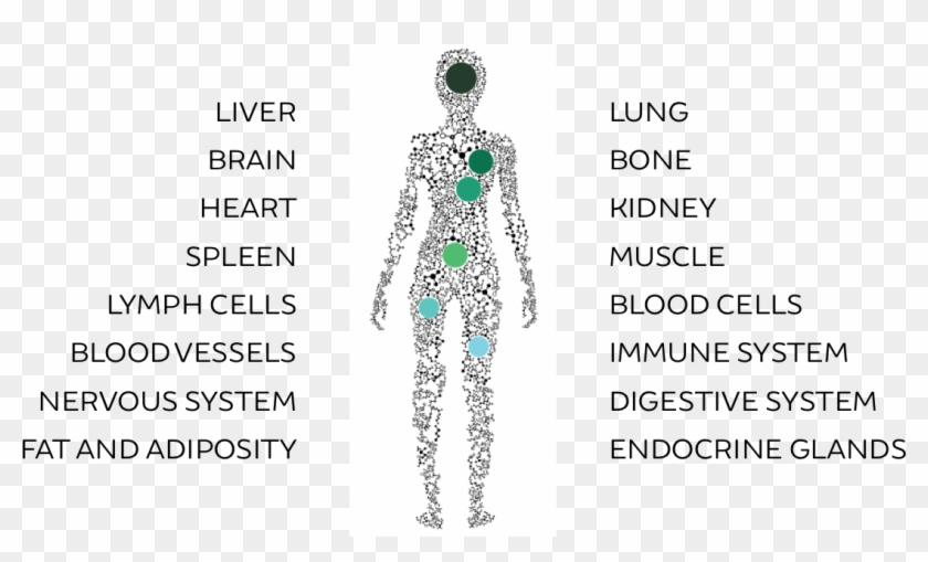 Endocannabinoid System - Illustration Clipart