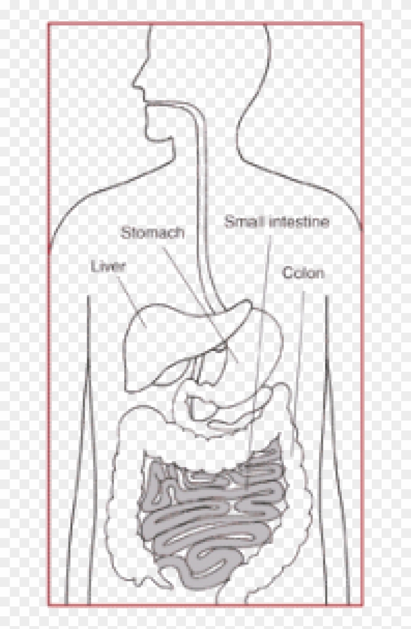 Digestive System Clipart #4110199