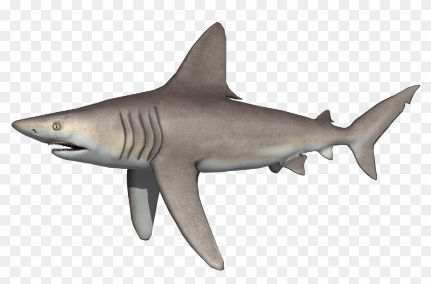 On Some Sharks - Great White Shark Clipart