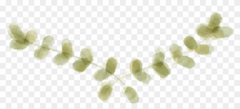 Laurel Wreath Laurel Leaf - Acacia Greggii Clipart