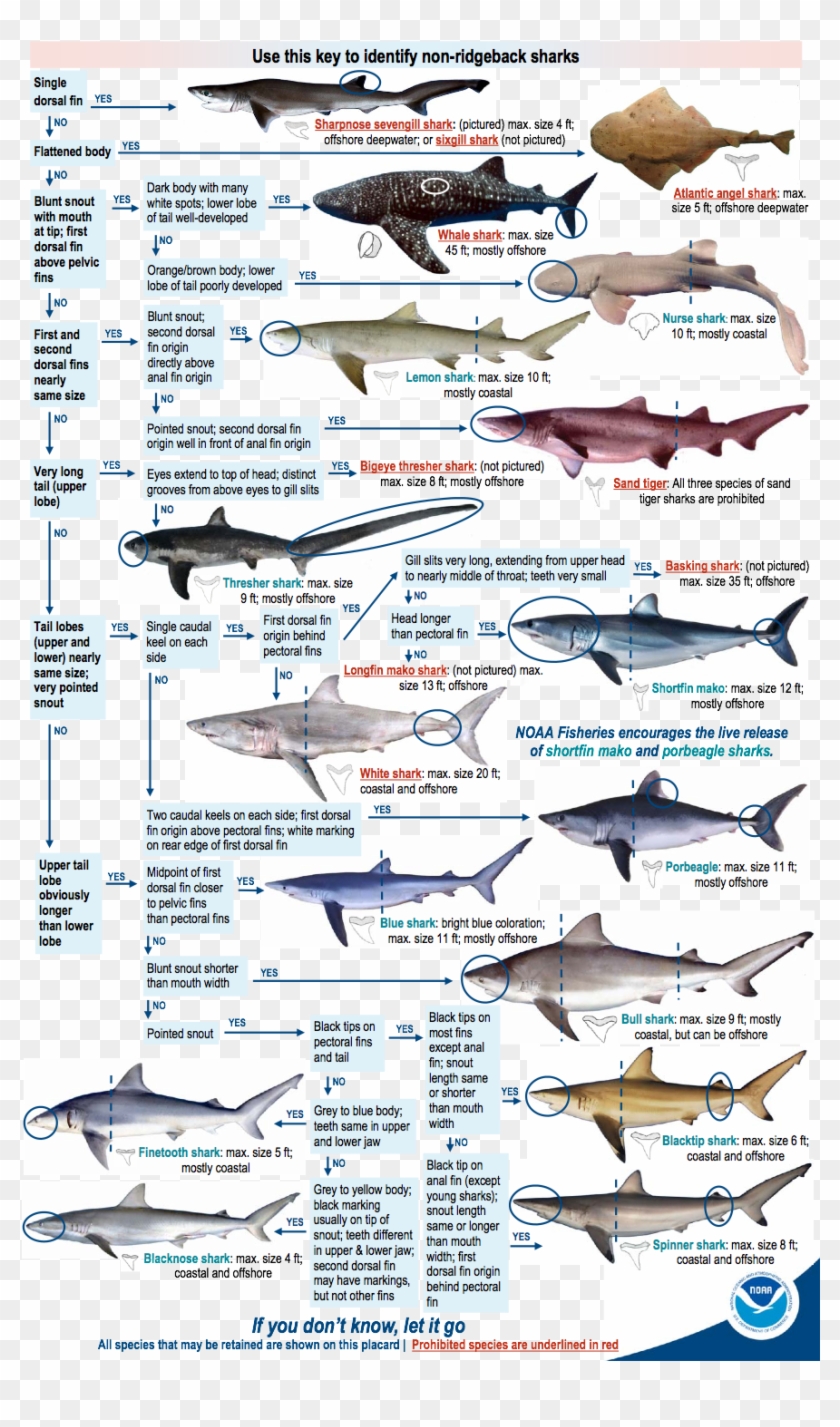 You Need A Recreational Permit To Fish For Or Land - 13 Types Of Sharks Clipart