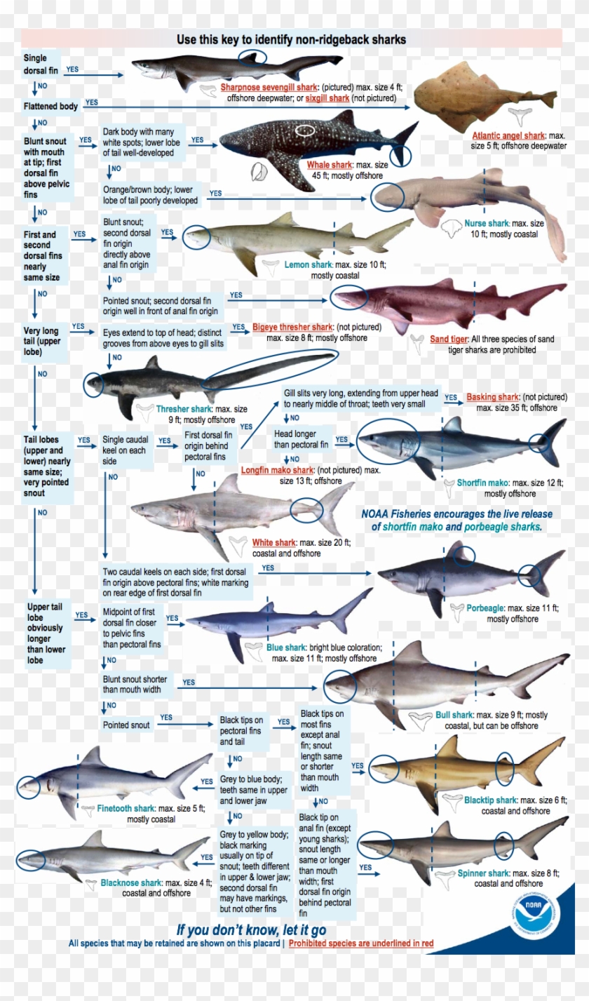 You Need A Recreational Permit To Fish For Or Land - 13 Types Of Sharks Clipart #4112421