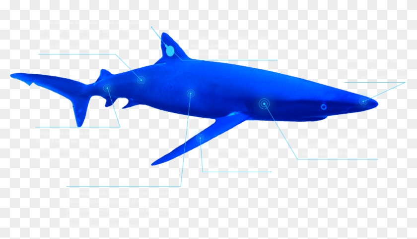 Gsmp Tracks Free-living Sharks Using Sophisticated, - Great White Shark Clipart