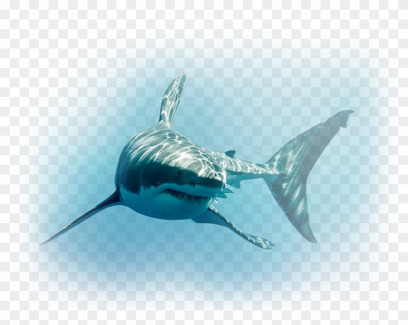 Column Two Image - Shark Culling Clipart