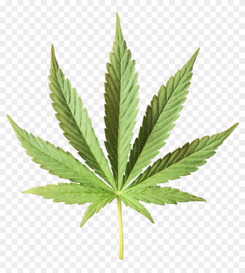 Products - Hemp Leaf Clipart