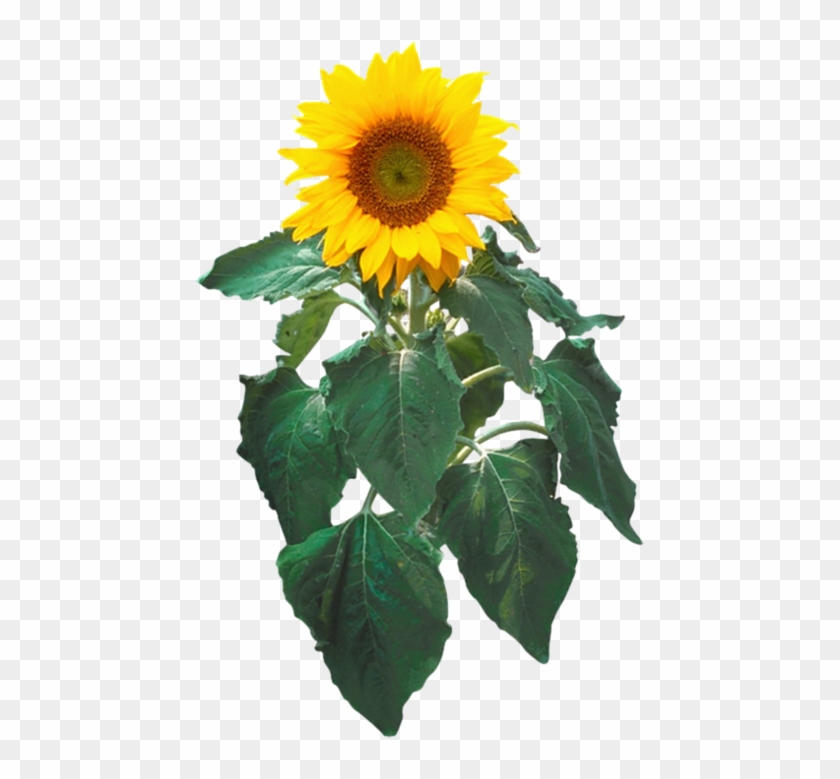 Sunflower In Pot - Sunflower Clipart