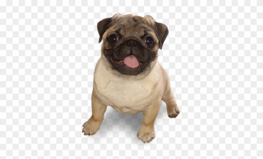 #tumblr #dog #mops - Jb Kingsman Clipart