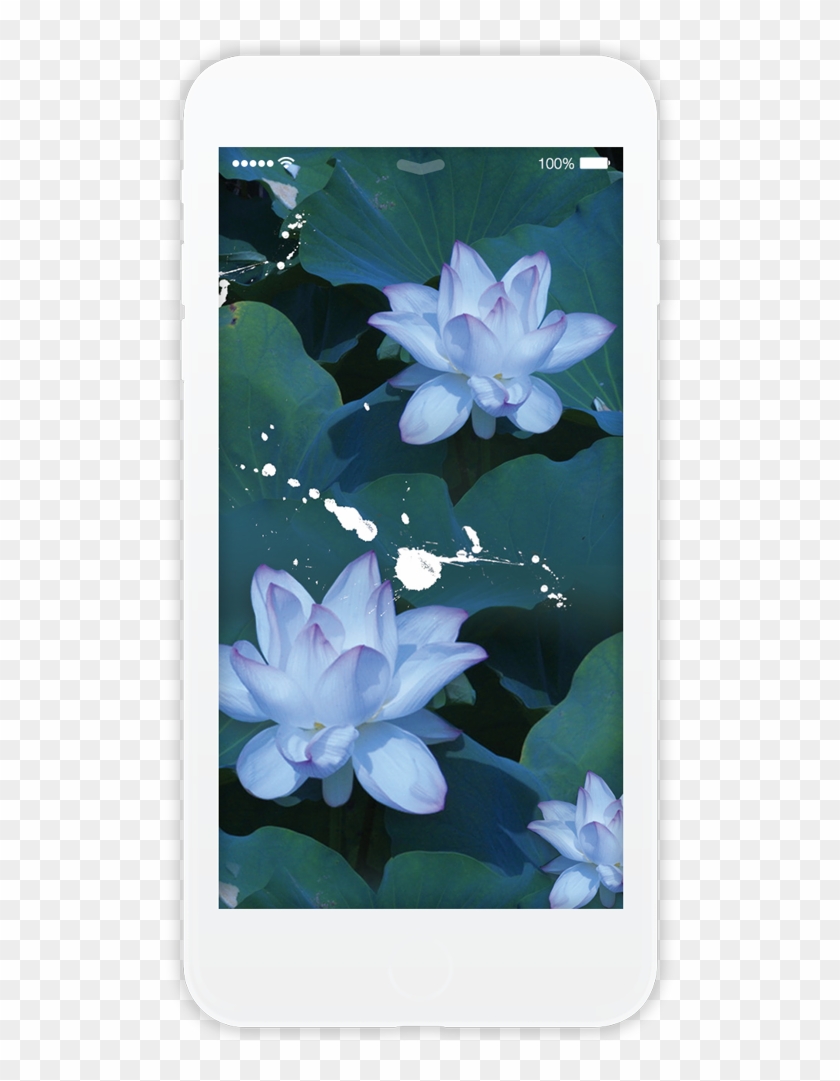 Lilys Light - Smartphone Clipart #4114269