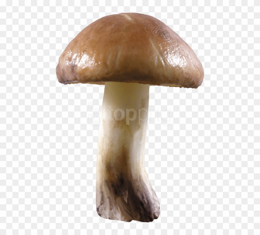 Free Png Download Mushroom Png Images Background Png - Transparent Background Mushroom Png Clipart #4114924