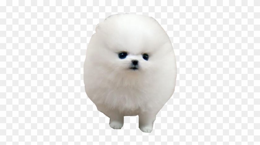 Transparent Dog Tumblr - It's So Fluffy I M Clipart #4114928