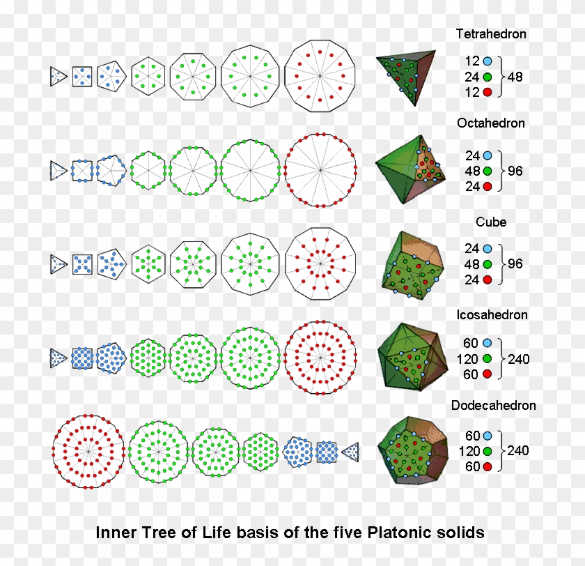 Inner Tree Of Life Basis Of The 5 Platonic Solids - Circle Clipart