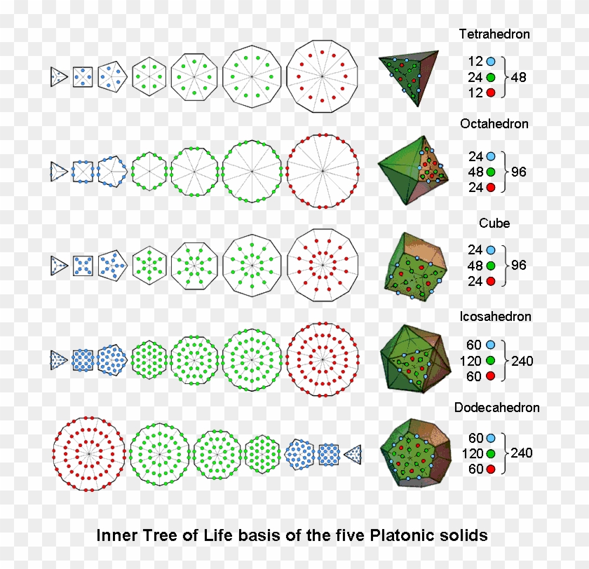 Inner Tree Of Life Basis Of The 5 Platonic Solids - Circle Clipart #4116778