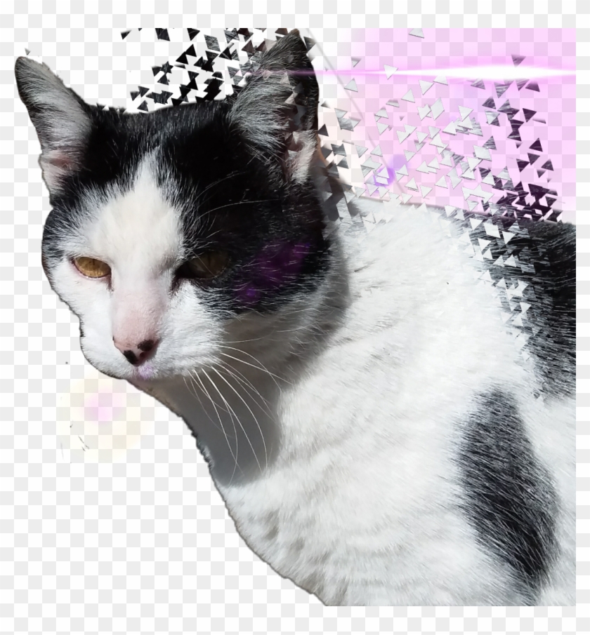 Cats Sticker Clipart #4118603