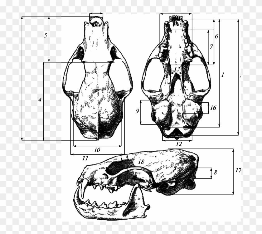 Cranial Measurements Of Sable - Drawing Clipart