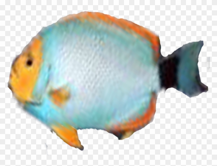 Photo Pez8-1 Zps49dd5d81 - Pomacentridae Clipart