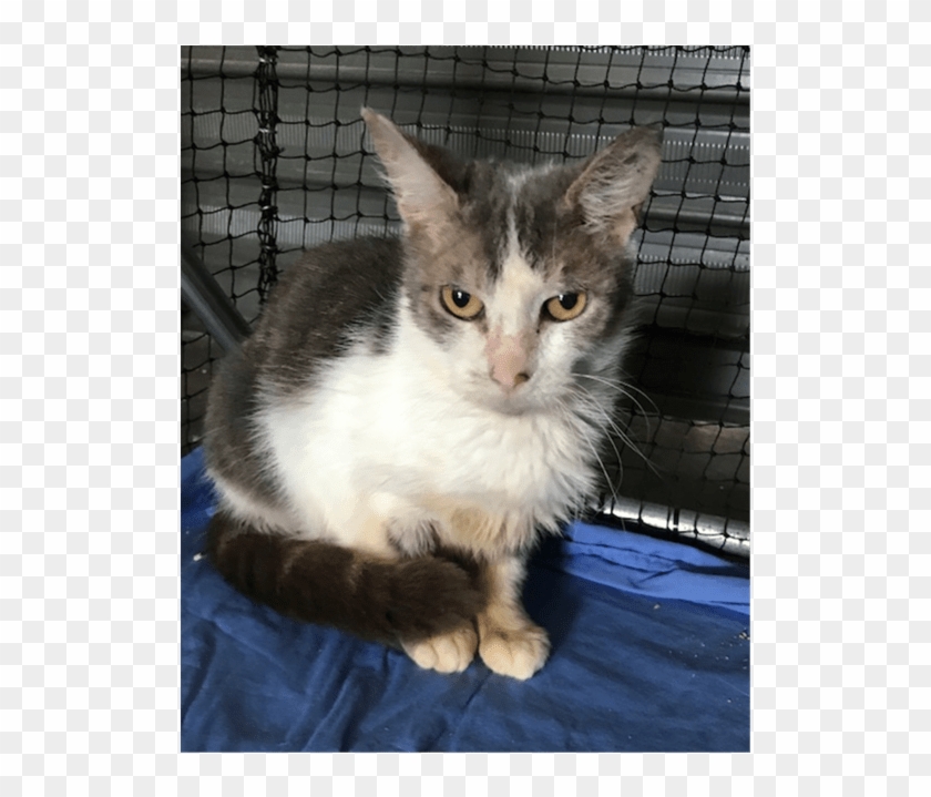 Photo Of Cookie - Domestic Short-haired Cat Clipart