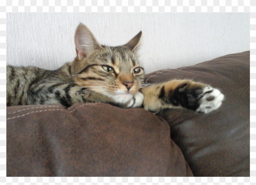 Cookie Is Reunited - Domestic Short-haired Cat Clipart #4119148