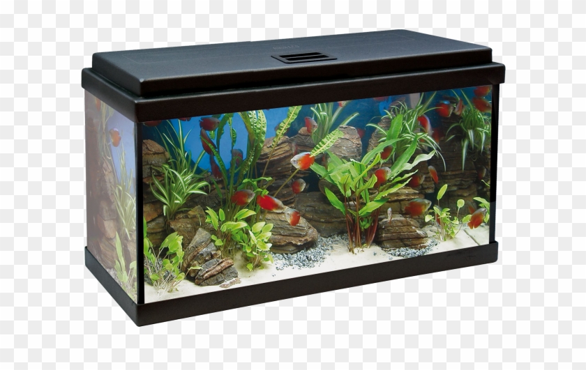 Acuario Aqualed 64l - Acuario De 100 Litros Clipart