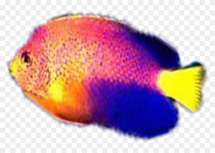 Photo Pez5-1 Zps896d61a0 - Coral Reef Fish Clipart #4119791
