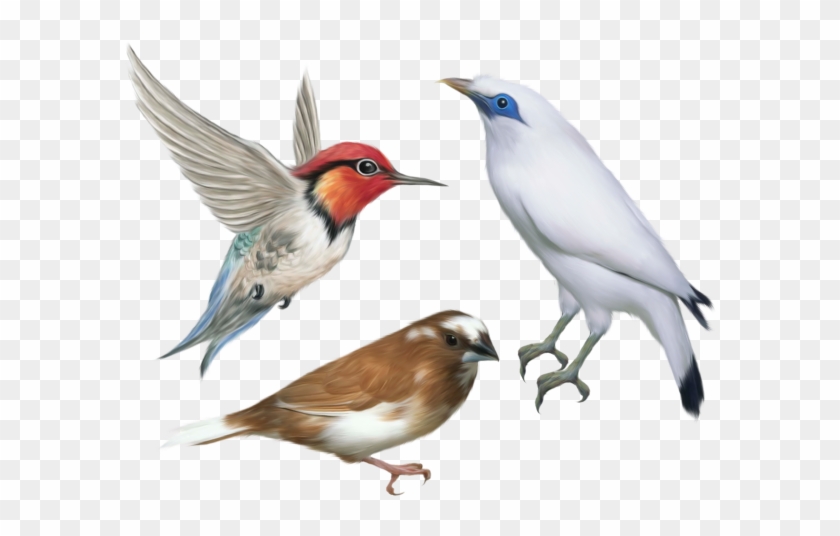Gifs Passarinhos - Birds Flying Png Hd Clipart #4120075