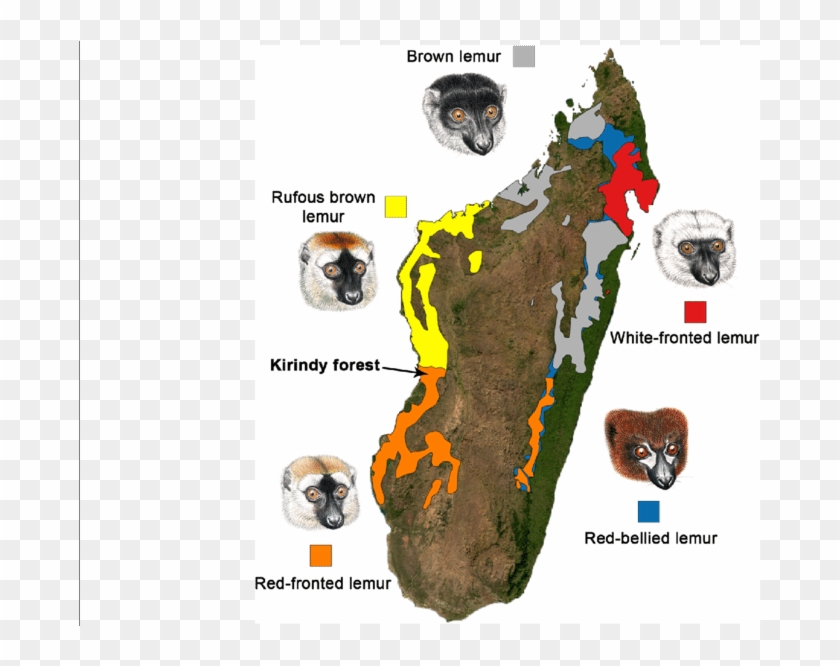 Map Of Madagascar Showing The Distribution Of Eulemur - Map Of Madagascar Clipart