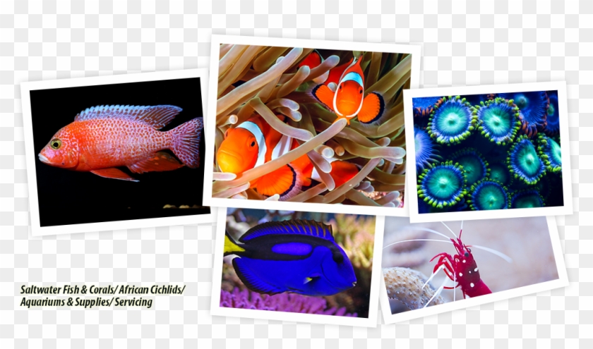 Ocean's Floor, Llc - Craft Clipart