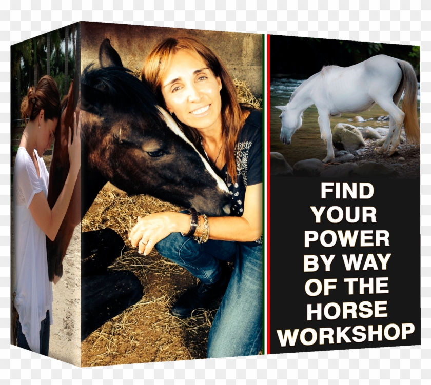 Participants Will Learn Epona Based Non Verbal Leadership - Stallion Clipart