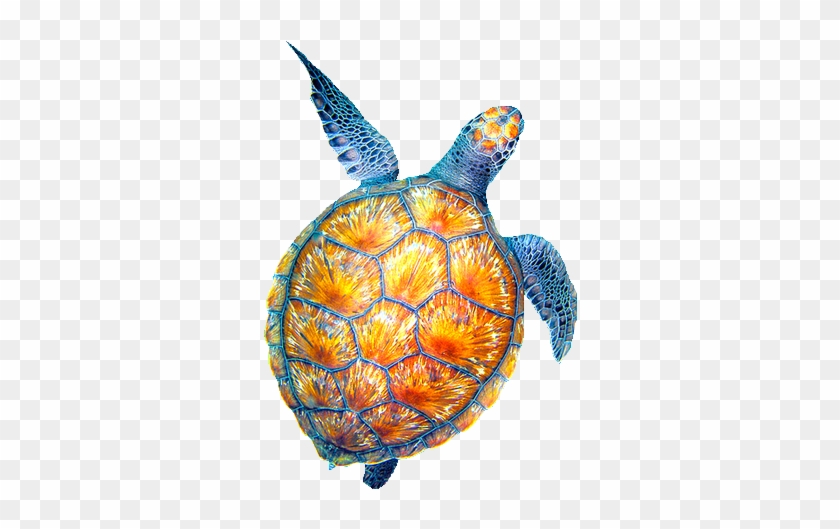 Turtle Transparent Beachy Sea Turtle Transparent Turtle - Sea Turtle Drawing Transparent Clipart