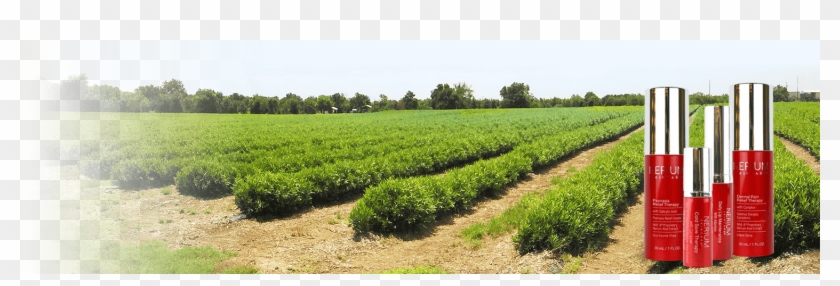 Healthy Skin For Life - Field Clipart #4124448