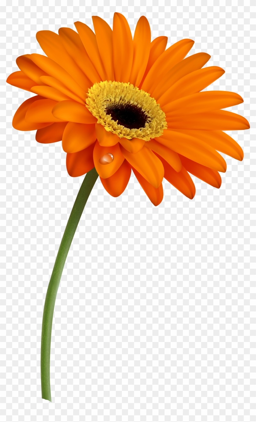Gerber Png Clipart Image - Gerber Daisy Png Transparent Png