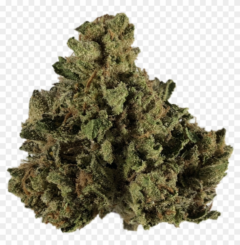 Cherry-pie - Shortleaf Black Spruce Clipart