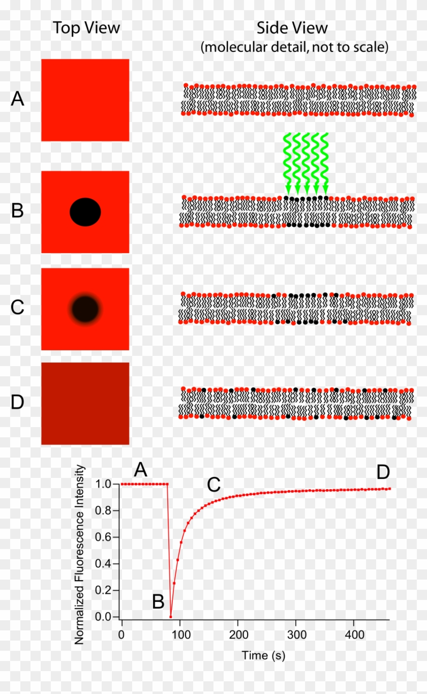 Fluorescence Recovery After Photobleaching Clipart