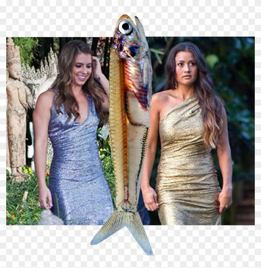 Bachelor Anchovy - Catherine Giudici Bachelor Clipart