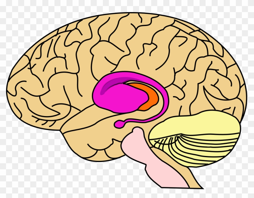 Striatum - Huntington's Disease Clipart #4135608