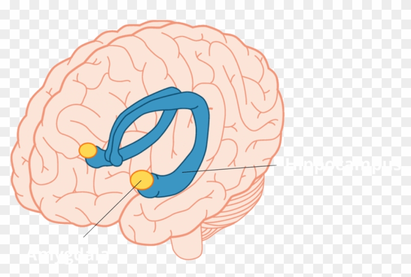 Our Focus Will Be To Discuss What Roles The Hippocampus - Amygdala And Hippocampus Clipart