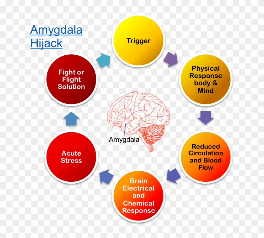 Brain Called The Amygdala, And If Your Brain Thinks - 6 S In Management Clipart