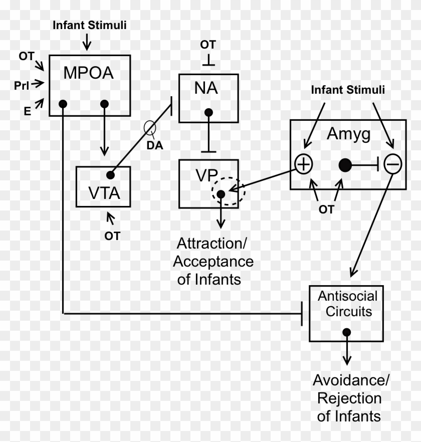 A Neural Model Of Maternal Behavior In Animals - Neural Circuitry Of Maternal Behavior Clipart