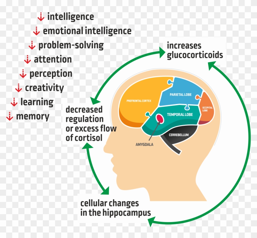 Stress Reduces Brain Capacities Among Children - Melbourne Knights Clipart