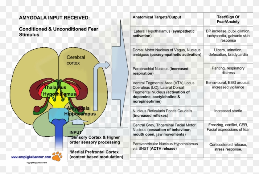 Brain Response To Fear Flow Chart New Impulse Related - Limbic System Function Clipart