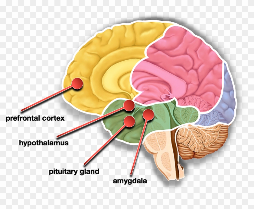 Content Articles Brains Fight Or Flight Impulese - Hypothalamus And Pituitary Clipart #4137064
