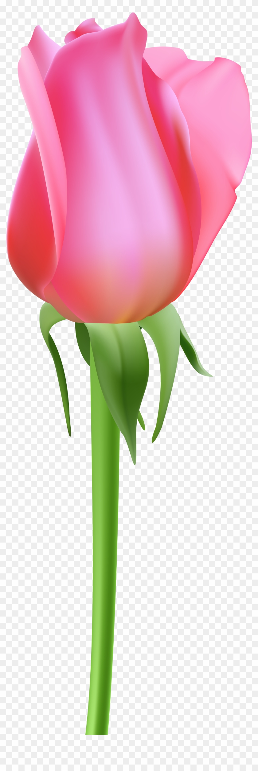Rose Bud Pink Transparent Clip Art - Portable Network Graphics - Png Download #4137082