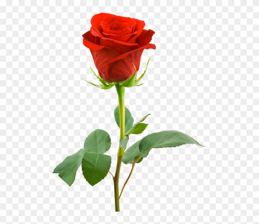 Classic Red Hybrid Tea Bud - Single Red Rose Hd Clipart #4137865